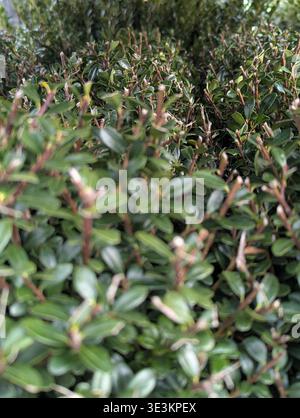 Lebendiges, Detailliertes Blattbild. Intimer Blick Mit Farbenfroher Vielfalt An Blättern. Detailliertes Makrobild Zur Erfassung Komplexer Vielfalt Von Plant Lea Stockfoto