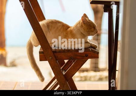 Eine Ingwerkatze liegt auf einem Holzstuhl auf der Veranda des Hauses mit dem Hinterhof im Hintergrund. Stockfoto