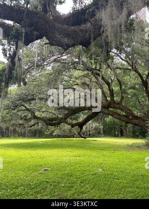 Abendliche Atmosphäre auf der Mansfield Plantation in South Carolina mit Eichenbäumen, spanischem Moos und zeitloser südlicher Landschaft. Stockfoto