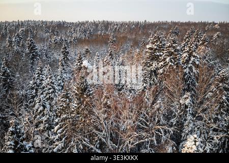Die Luft aus schneebedeckten Fichtenbäumen in einem riesigen Winterwald, geküsst von der warmen Abendsonne. Eine frostige, bezaubernde wilde Naturszene Stockfoto