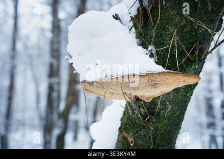 Klammern Sie Pilze auf einem moosigen Baumstamm in einem verschneiten Wald in der Nähe von Hoenderloo. Weiches Winterlicht beleuchtet die strukturierte Unterseite des Pilzes, mit einer Kappe versehen Stockfoto
