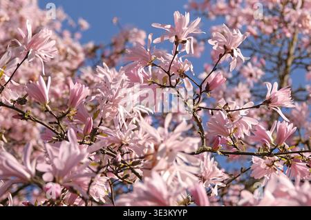 Weiße und blassrosafarbene Stellata, Sternmagnolie „Jane Platt“ in Blüte. Stockfoto