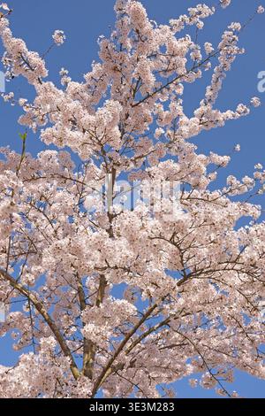 Weißer Prunus x yedoensis „Somei Yoshino“, Yoshino-Kirsche in Blüte. Stockfoto