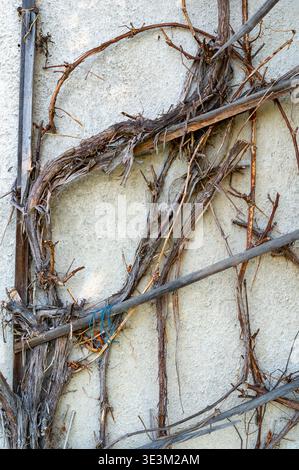 Trockene Rebzweige an strukturierter Wand, abstraktes natürliches Muster mit rustikaler Struktur, organische Linien mit Verfall, Wachstum und Zeit, minimaler Hintergrund W Stockfoto