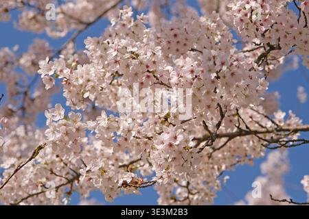 Weißer Prunus x yedoensis „Somei Yoshino“, Yoshino-Kirsche in Blüte. Stockfoto