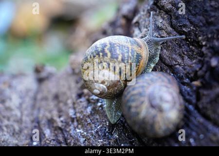 Gartenschnecke krabbelt auf einer nassen Baumrinde in einer natürlichen Waldumgebung Stockfoto