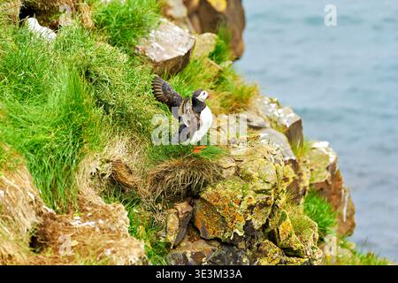 Ein Papageientaucher steht am Rand einer Klippe bei Borgarfjordur Eystri. Es ist ein aktiver Ort für Papageientaucher während der Sommermonate. Stockfoto
