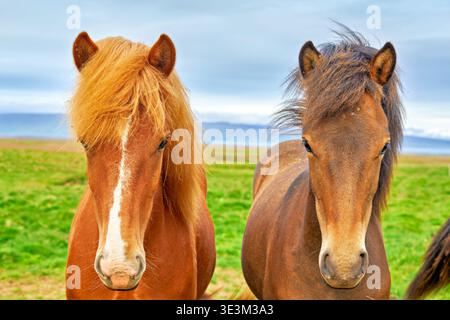 Zwei wilde Pferde stehen in den westlichen Fjorden Islands nahe beieinander. Sie grasen auf grünem Gras mit felsigen Hügeln im Hintergrund. Stockfoto