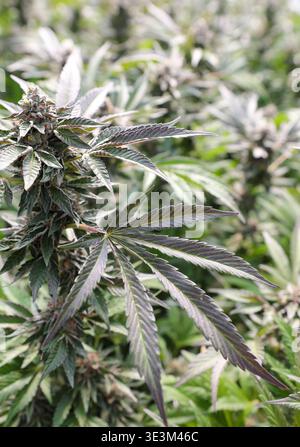 Der Blick auf Cannabispflanzen mit ihren charakteristischen Fächerblättern und blühenden Blüten steht in einem Garten, deren Farben und Texturen sich in Garbervill kontrastieren Stockfoto