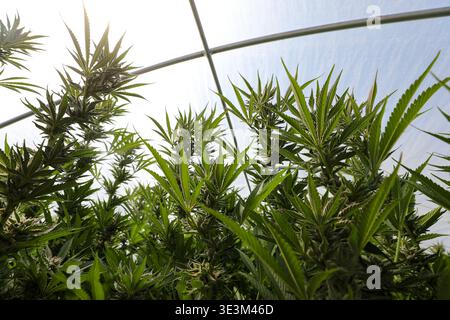 Der Blick auf lebendige Cannabispflanzen reicht nach dem Licht unter dem lichtdurchlässigen Dach, einer Symphonie aus Grün und weiß in Garberville, Kalifornien, USA Stockfoto