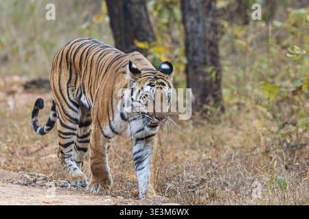 Der Blick auf einen majestätischen Tiger mit seinem orangefarbenen Mantel mit schwarzen Streifen geht selbstbewusst auf dem trockenen, erdigen Pfad Bandhavgarh, Madhya Pradesh, Indien. Stockfoto