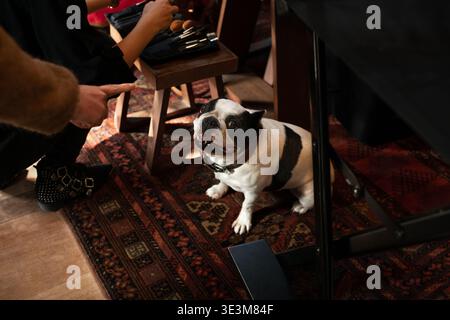 Französische Bulldogge unter dem Tisch, die auf Leckerli wartet Stockfoto