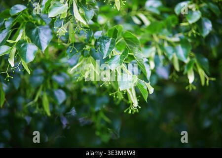 Nahaufnahme frischer grüner Lindenzweige mit jungen Blättern und Blütenknospen in sanftem natürlichem Licht. Üppiger Frühlingslaub Hintergrund mit zartem Tex Stockfoto