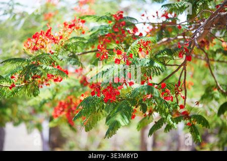 Extravaganter Baum (Delonix regia) in lebhafter roter Blüte auf Teneriffa, Kanarischen Inseln, Spanien. Tropische botanische Szene mit üppig grünem Laub und leuchtender Blume Stockfoto