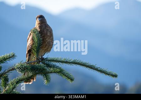 Schimango caracara (Daptrius chimango) in der Wildnis auf einer Kiefer in der Nähe von Bariloche, Patagonien, Argentinien Stockfoto