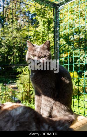 Eine hübsche graue Katze, eine echte Hauskatze, die bequem in einem sonnigen Außengehege sitzt. Sein intensiver Blick durchdringt die Kamera mit verschwommenem Blick Stockfoto