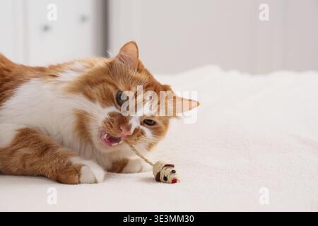 Niedliche flauschige Katze, die mit der Spielzeug-Maus im Schlafzimmer spielt Stockfoto