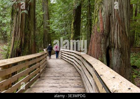 Paare spazieren auf der Promenade durch alten Wald - Cathedral Grove im MacMillan Provincial Park, nahe Port Alberni; Vancouver Island, Bri Stockfoto