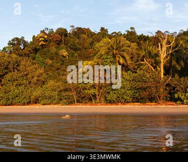 Küste der Andamanen Küste mit dichtem tropischem Wald. Sandstrand trifft auf üppiges Grün unter klarem Himmel. Das ruhige Wasser spiegelt die lebendigen Farben der Natur wider. Stockfoto