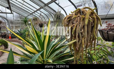 Im Centennial Park Conservatory in Toronto sind Pflanzen verschiedener Art zu sehen. Der Schuss weckt ein Gefühl von Naturwunder und Gartenbau Stockfoto