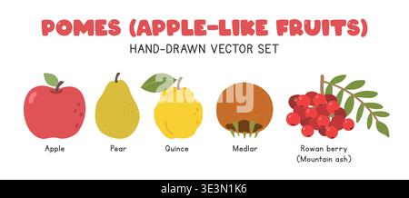 Pomes Früchte oder apfelähnliche Früchte flache Vektor-Illustration im Cartoon Clipart Stil gesetzt. Apfel, Birne, Quitte, Mickel, eberesche oder Eberesche Stock Vektor