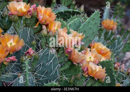 Blühender Texas-Kaktuskaktus (Opuntia engelmannii) in Zentral-Utah Stockfoto