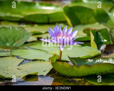 Eine wunderschöne Sternseerose (Nymphaea nouchali) als Tapete, fotografiert im Mabamba Swamp am Viktoriasee in der Nähe von Entebbe. Stockfoto