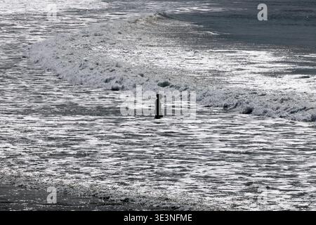 Silhouette einer Person, die in der Brandung in Curio Bay, Southland, Südinsel, Neuseeland steht. Stockfoto