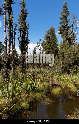 Feuchtgebiet mit Flachs- und Kahikatea-Wald, Te Wahipounamu Welterbestätte, Westküste, Südinsel, Neuseeland Stockfoto