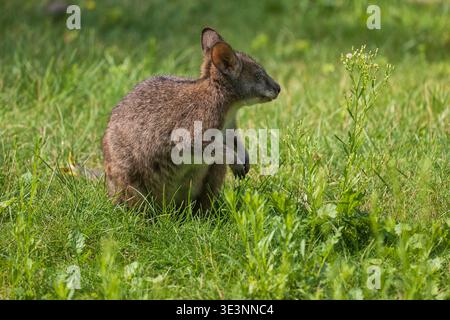 Parma Wallaby (Macropus parma) auf der Wiese, Kleinsäuger der Beutelgattung Notamacropus, Familie: Macropodidae, heimische Region: Australien. Stockfoto