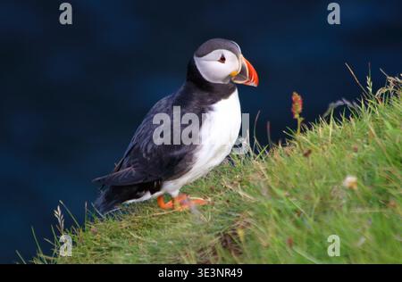 Atlantischer Papageitaucher (Fratercula arctica), Mykines Island, Färöer-Inseln, Dänemark, Europa Stockfoto