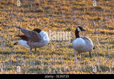 Kanada-Geeze auf einem Feld migrieren Stockfoto
