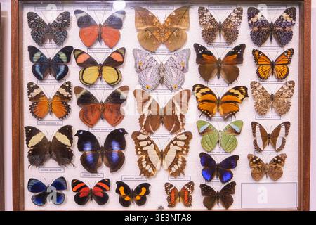 Eine Ausstellung von Schmetterlingen in einem Holzkoffer. Die Schmetterlinge haben verschiedene Farben und Größen. Die Anzeige ist in Zeilen organisiert, wobei jede Zeile enthält Stockfoto