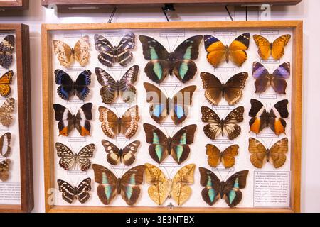 Eine Ausstellung von Schmetterlingen in einem Holzkoffer. Die Schmetterlinge haben verschiedene Farben und Größen. Die Anzeige ist in Zeilen organisiert, wobei jede Zeile enthält Stockfoto