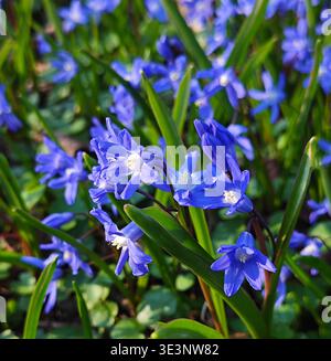 Wunderschöne blaue Scilla-Blüten blühen im Garten im frühen Frühjahr. Stockfoto