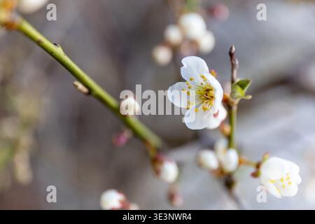 Prunus spinosa blüht im Frühjahr. Makro Stockfoto