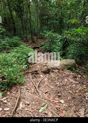 Gewundener, unbefestigter Wanderweg, bedeckt mit gefallenen Blättern und Baumwurzeln in einem tropischen Wald Stockfoto