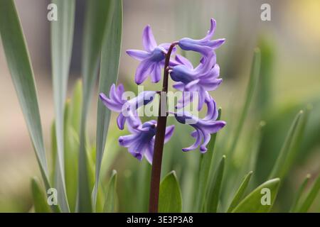 Ein recht kuehler kühler Fruehlingsmorgen Frühlingsmorgen im Siegerland. Eine Hyazinthe Hyacinthus blüht in einem Garten in Siegen. In den naechsten nächsten Tagen werden es die Pflanzen schwer haben, da sich eine Kaltfront im Anmarsch befindet. Fruehling Frühling im Siegerland am 24.03.2026 in Siegen/Deutschland. *** Ein eher kühler Frühlingsmorgen Frühlingsmorgen im Siegerland Eine Hyazinthe Hyacinthus blüht in einem Garten in Siegen in den nächsten Tagen wird es den Pflanzen schwer fallen, da sich in Siegerland am 24. 03 2026 in Siegen eine kalte Front dem Frühling nähert Stockfoto