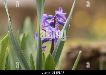 Ein recht kuehler kühler Fruehlingsmorgen Frühlingsmorgen im Siegerland. Eine Hyazinthe Hyacinthus blüht in einem Garten in Siegen. In den naechsten nächsten Tagen werden es die Pflanzen schwer haben, da sich eine Kaltfront im Anmarsch befindet. Fruehling Frühling im Siegerland am 24.03.2026 in Siegen/Deutschland. *** Ein eher kühler Frühlingsmorgen Frühlingsmorgen im Siegerland Eine Hyazinthe Hyacinthus blüht in einem Garten in Siegen in den nächsten Tagen wird es den Pflanzen schwer fallen, da sich in Siegerland am 24. 03 2026 in Siegen eine kalte Front dem Frühling nähert Stockfoto
