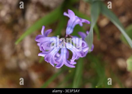 Ein recht kuehler kühler Fruehlingsmorgen Frühlingsmorgen im Siegerland. Eine Hyazinthe Hyacinthus blüht in einem Garten in Siegen. In den naechsten nächsten Tagen werden es die Pflanzen schwer haben, da sich eine Kaltfront im Anmarsch befindet. Fruehling Frühling im Siegerland am 24.03.2026 in Siegen/Deutschland. *** Ein eher kühler Frühlingsmorgen Frühlingsmorgen im Siegerland Eine Hyazinthe Hyacinthus blüht in einem Garten in Siegen in den nächsten Tagen wird es den Pflanzen schwer fallen, da sich in Siegerland am 24. 03 2026 in Siegen eine kalte Front dem Frühling nähert Stockfoto