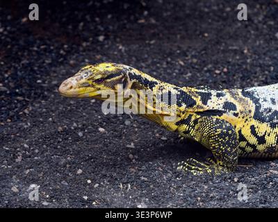 Gelbköpfiger Wasserwächter Varanus cumingi Stockfoto