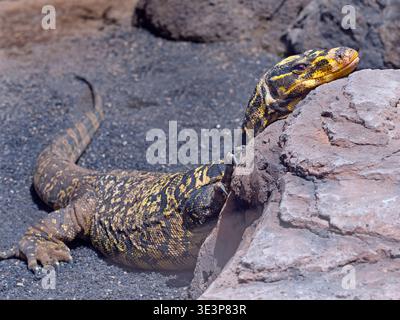 Gelbköpfiger Wasserwächter Varanus cumingi Stockfoto