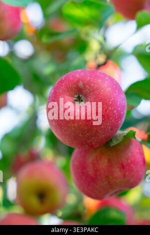 Zwei hellrote reife Äpfel hängen an einem Zweig in einem Obstgarten Stockfoto