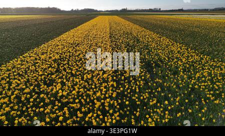 Aus der Vogelperspektive leuchtend gelbe Blumen in voller Blüte im Kontrast zu dunkelgrünen Feldern, die einen atemberaubenden Farbteppich in der Nähe von Stationsweg, Lisse, Zuid schaffen Stockfoto