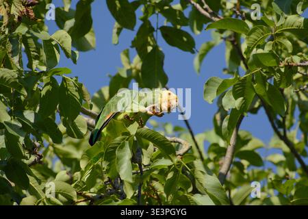 Gelbköpfiger amazonaspapagei, der sich von einem Walnuss ernährt, während er zwischen grünen Blättern in einem Baum sitzt. Stockfoto