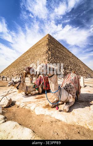 Blick auf Kamele im Vordergrund vor dem Hintergrund der majestätischen Pyramiden, Kairo, Ägypten. Stockfoto