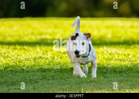 Ein Jack Russel Terrier auf einem Spaziergang in einem grünen Park Stockfoto