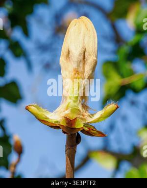 Blattknospe des PferdeKastanienbaums Aesculus hippocastanum beginnt sich im Frühjahr zu entfalten - Somerset UK Stockfoto