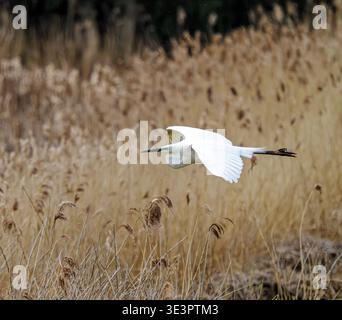 Der große Egret Ardea alba fliegt tief über die Schilfbetten von Ham Wall auf den Somerset Levels UK Stockfoto