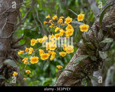 Nahaufnahme der epiphytischen Orchideenarten dendrobium lindleyi oder Lindley's dendrobium, die auf einem Baum im tropischen Garten mit gelben Orangenblüten wachsen Stockfoto